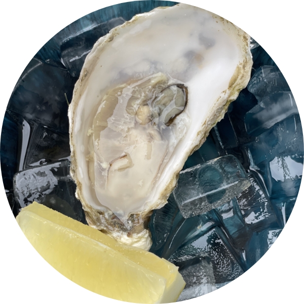 OYSTERS NORMANDIE 1PC